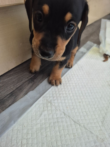 Mini Doxipoo's (Dacshund x poodle)