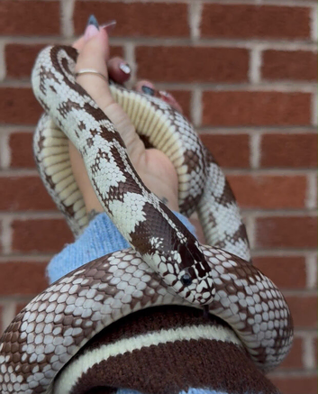 California King Snake Pair