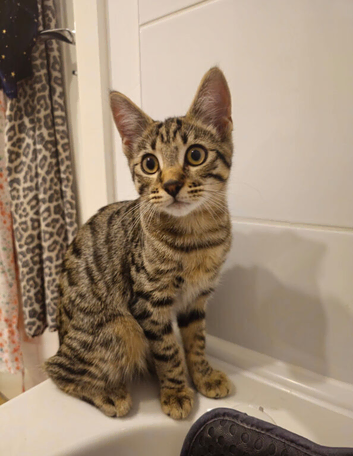 Kitten for adaption