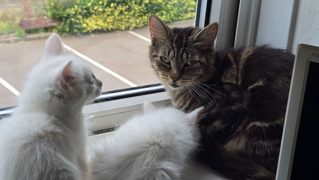 Two female kittens needing homes