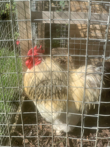 Free male pekin bantam