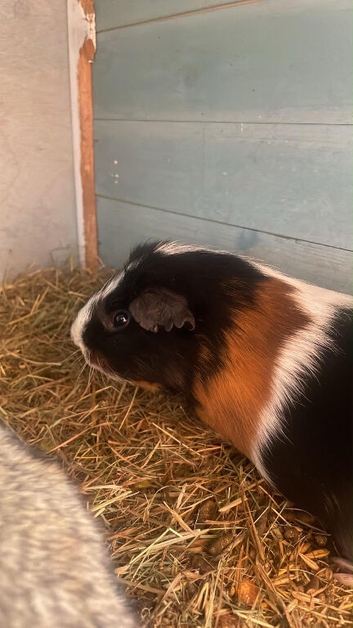 Lovely guinea pigs