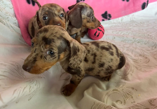 MINIATURE DACHSHUND PUPPIES