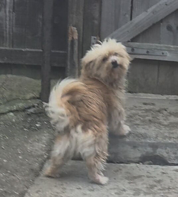 Lhaso apso x pomeranian