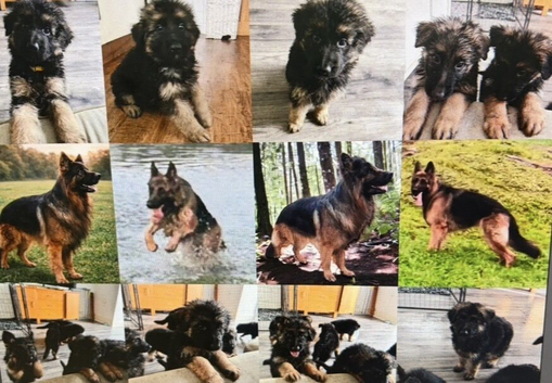 Kc German Shepards long haired