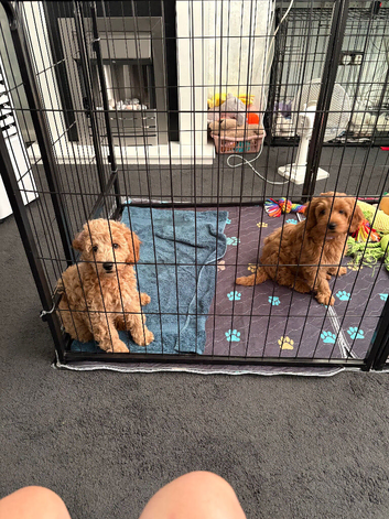 F1b Cavapoo Puppies 1 Boy 2 Girls
