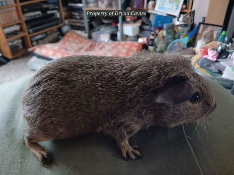 Female and male guinea pigs