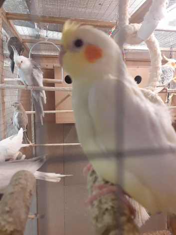 2 Baby lutino And 1 Pied  Baby Cockatiels Ready Shorty