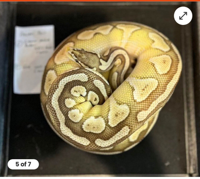 Snake rack with snakes