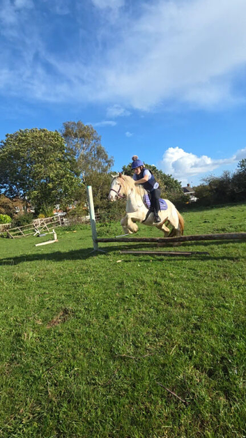 12hh first or second ridden pony