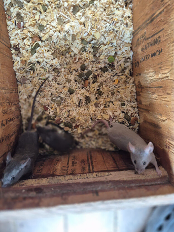 Fancy mice