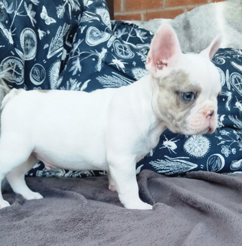 White/Pied French Bulldog puppies
