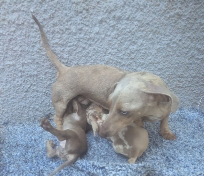 Miniature dachshund puppies