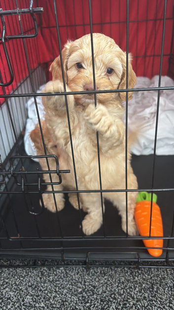 Puppy cockapoo