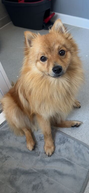 Pomeranian