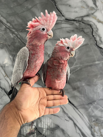 Baby Friendly HandReared Super Tame Cuddly Galah Cockatoo Parrot,5