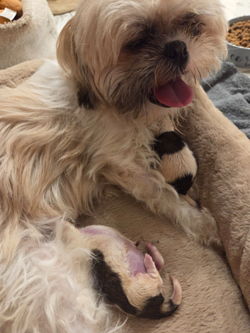 Shih tzu puppies for sale