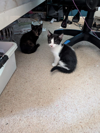 1 kitten available now