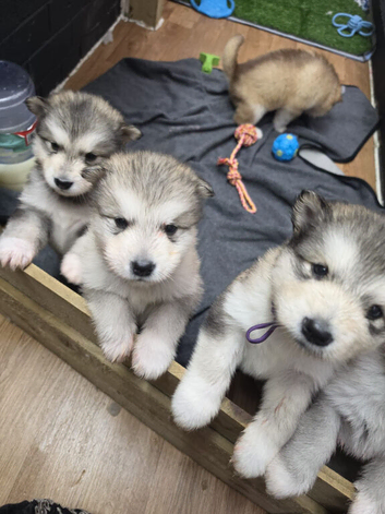KC Reg Alaskan Malamute Puppies