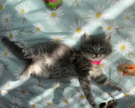 Adorable Ragdoll x Bombay Kittens - Ready in 2 weeks