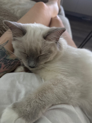 Female ragdoll kitten
