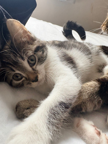 2 kittens for sale