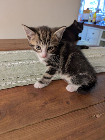 Kittens last two available 10 weeks old