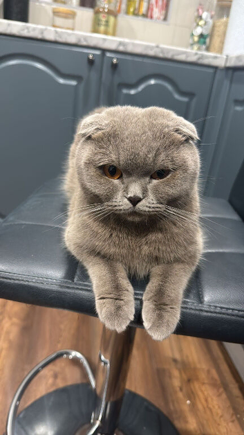 Scottish Fold looking for new home