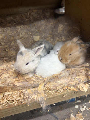 3 x Mini lops for sale