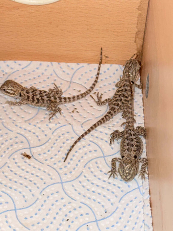 Baby beardies