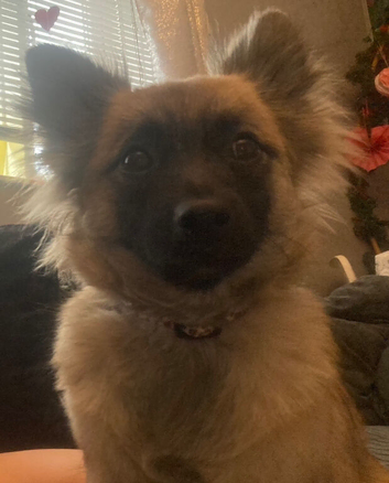 Female shy gorgeous girl
