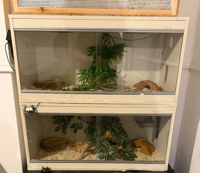 2 corn snakes