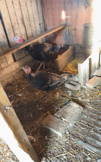 Turkey