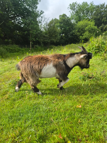 3 pygmy goats for sale
