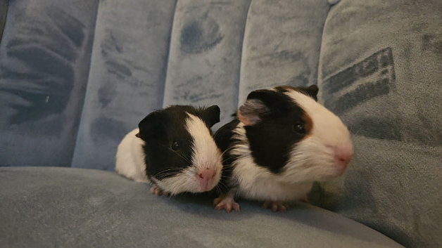Guinea Pigs For Sale
