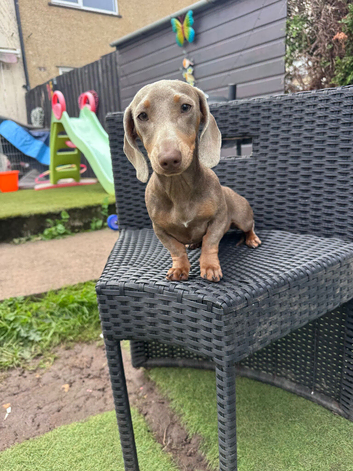Miniature dachshund