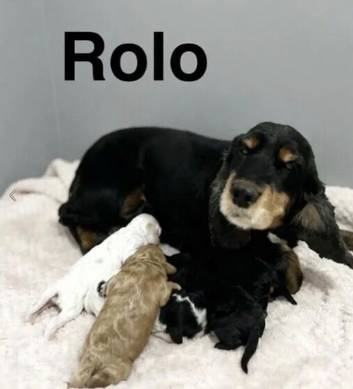 Rolo adorable apricot girl and black boy puppies