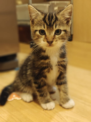Adorable Kittens Looking for Their Forever Homes! We are happy to announce that 5 sweet, healthy, and playful kittens are now ready to find their lovi