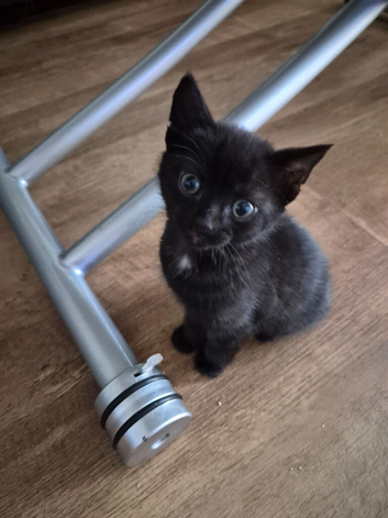 Kittens