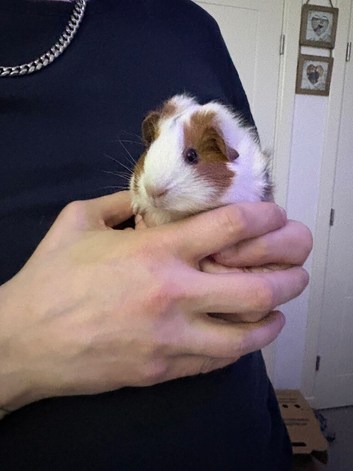 2 7 month old females