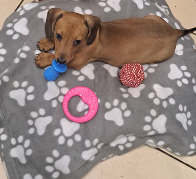 Miniature dachshund girl pra clear 10 weeks old looking for her 5* home