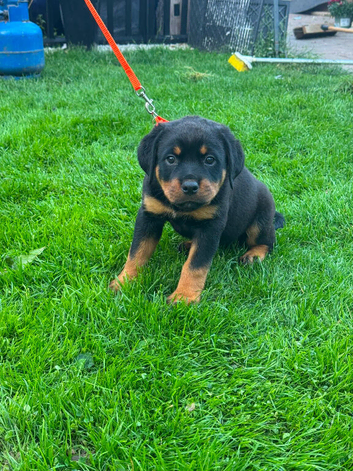 9 beautiful Rottweiler puppies for sale