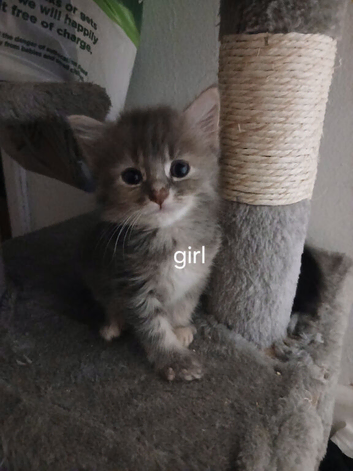 Mainecoon cross kittens