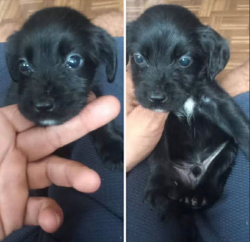 Cocka pattendale terrier