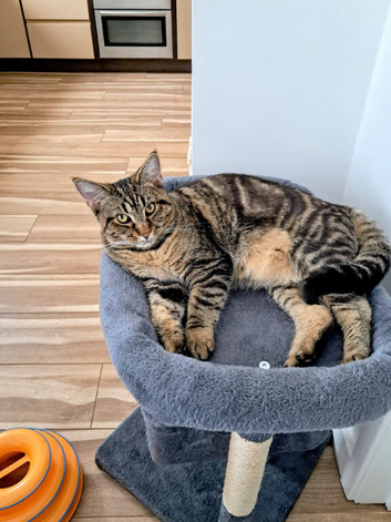 7 month old female (Tibby)
