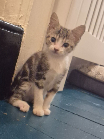 Beautiful female tabby kitten looking for a home