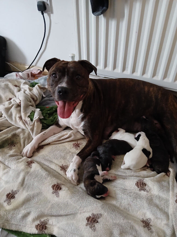 2 x 6 month puppys