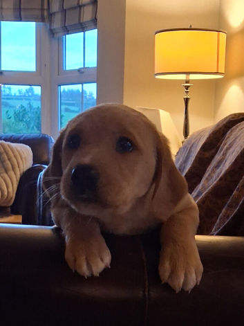 Labrador puppy