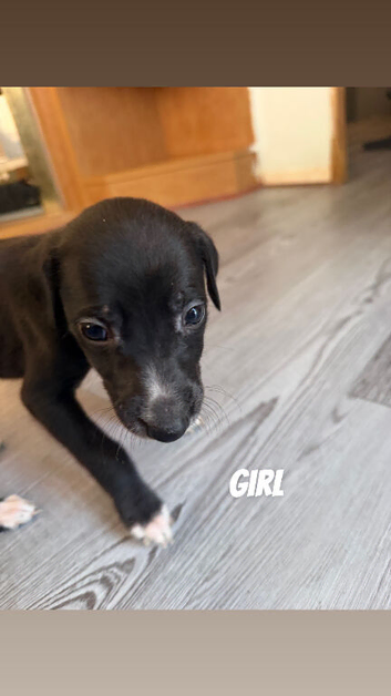 Sulki whippet collie greyhound
