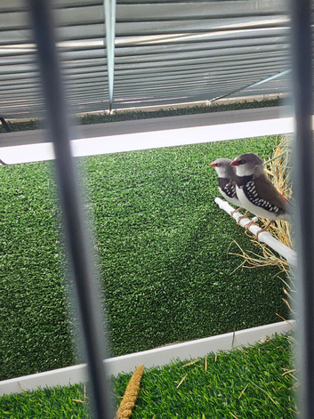 2 Diamond Firetail Finches